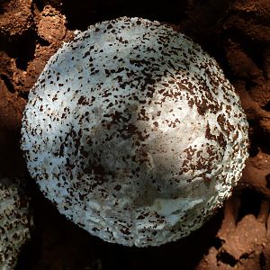 Omajowa termite hill mushrooms Namibia