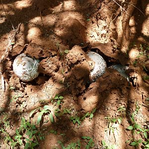 Omajowa termite hill mushrooms Namibia