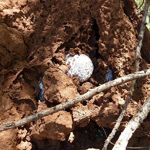 Omajowa termite hill mushrooms Namibia