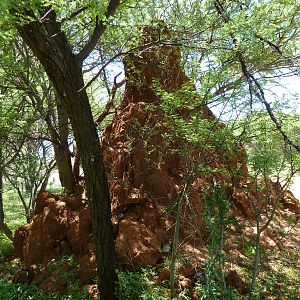 Omajowa termite hill mushrooms Namibia