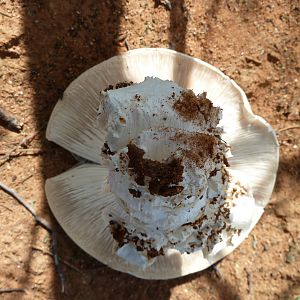 Omajowa termite hill mushrooms Namibia