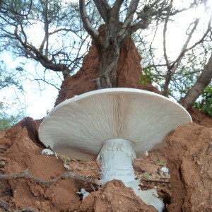 Omajowa termite hill mushrooms Namibia