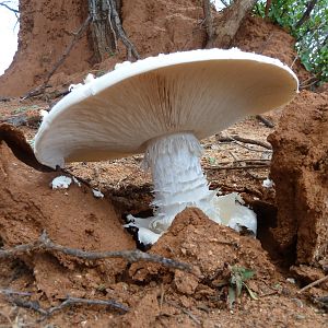 Omajowa termite hill mushrooms Namibia