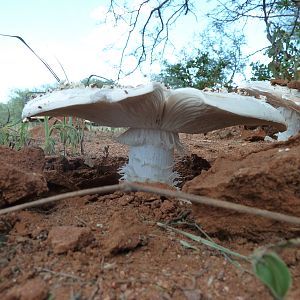 Omajowa termite hill mushrooms Namibia