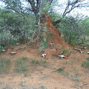 Omajowa termite hill mushrooms Namibia