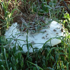 Omajowa termite hill mushrooms Namibia