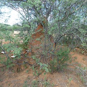 Omajowa termite hill mushrooms Namibia