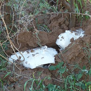 Omajowa termite hill mushrooms Namibia