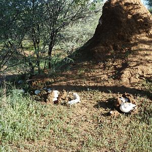 Omajowa termite hill mushrooms Namibia