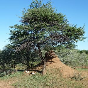 Omajowa termite hill mushrooms Namibia