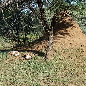 Omajowa termite hill mushrooms Namibia