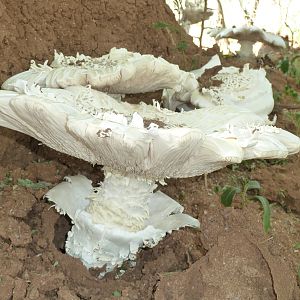 Omajowa termite hill mushrooms Namibia