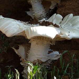 Omajowa termite hill mushrooms Namibia