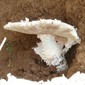 Omajowa termite hill mushrooms Namibia