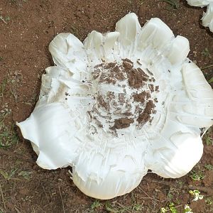 Omajowa termite hill mushrooms Namibia