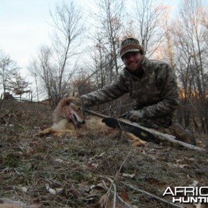 Hunting Coyote