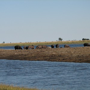 Hippos Chobe