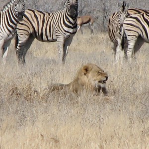 Lion Etosha Namibia