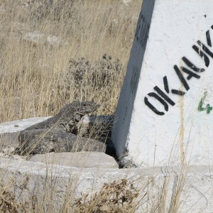 Monitor Lizard Etosha Namibia