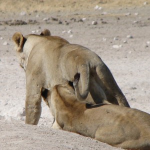 Lioness Etosha Namibia