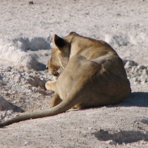 Lioness Etosha Namibia