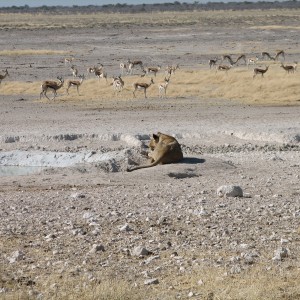 Lioness Etosha Namibia