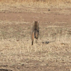 African Wild Cat Namibia