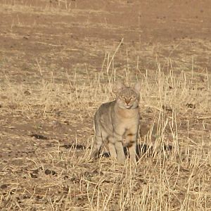 African Wild Cat Namibia