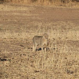 African Wild Cat Namibia