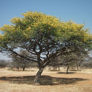 Bush Tree in Bloom Namibia