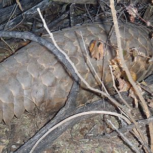 Giant Pangolin Namibia