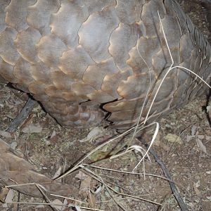 Giant Pangolin Namibia