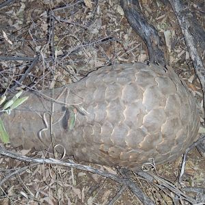 Giant Pangolin Namibia