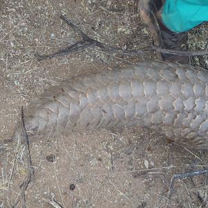 Giant Pangolin Namibia