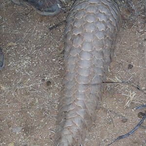 Giant Pangolin Namibia