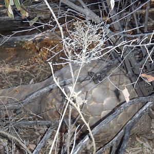 Giant Pangolin Namibia