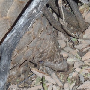 Giant Pangolin Namibia