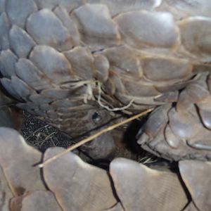 Giant Pangolin Namibia