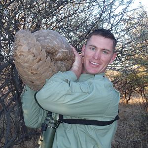 Giant Pangolin Namibia