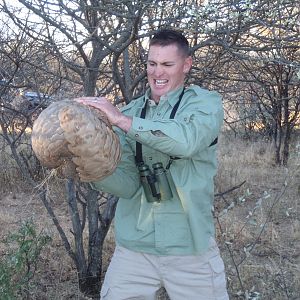 Giant Pangolin Namibia