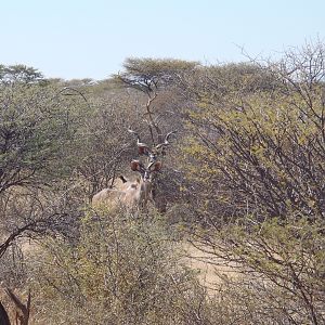 Kudu Bulls Namibia