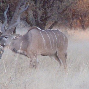 Greater Kudu Rut in Namibia