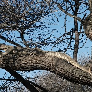 Monitor Lizard Namibia