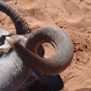 Greater Kudu Horn Top view