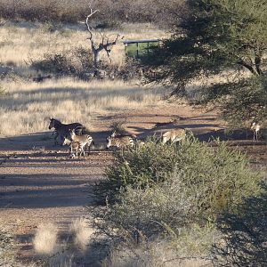 Mountain Zebras Namibia