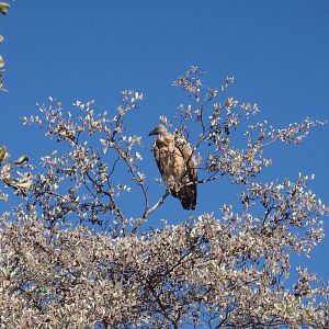 Vulture Namibia