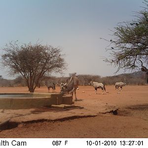 Trail Cam Namibia