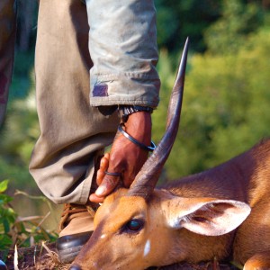 Chobe Bushbuck Taken in Coutada 11, Mozambique, June 2010