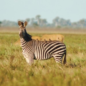 Zebra