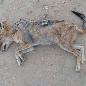 Black-Backed Jackal Namibia